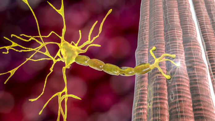 1328336777 Neurona motora que se conecta a una fibra muscular: estas neuronas se ven afectadas en pacientes con atrofia muscular espinal.