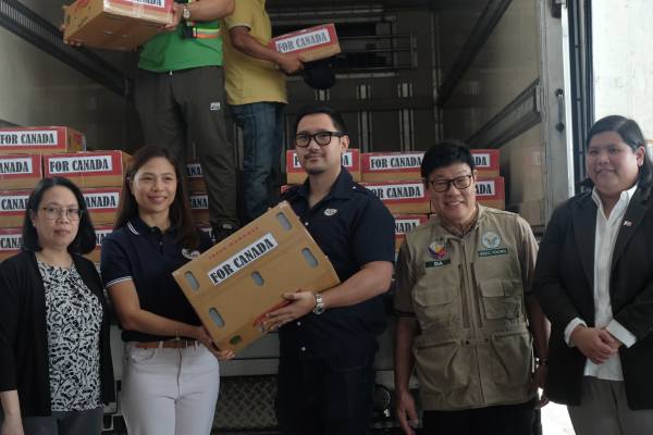 Mangos filipinos ya van rumbo a Canadá para su debut comercial 3 Mangos filipinos ya van rumbo a Canadá para su debut comercial en el país