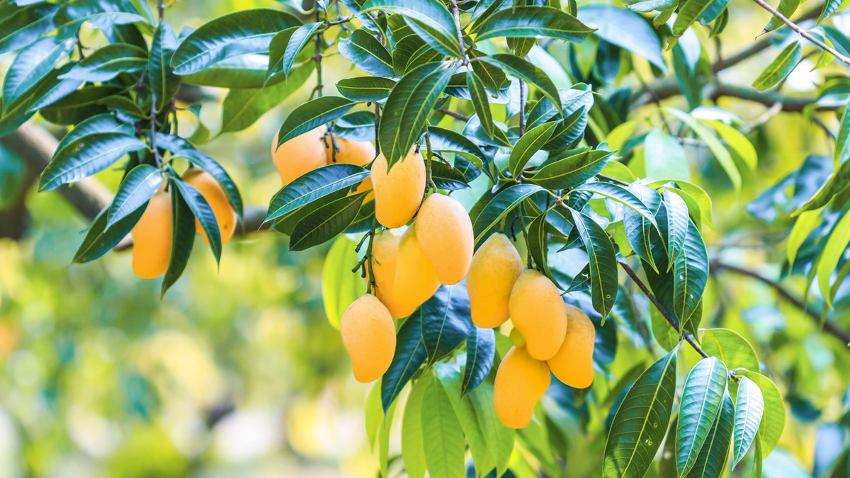 El mango mexicano conquista el mundo: la historia de una fruta convertida en potencia exportadora 5 El mango mexicano conquista el mundo: la historia de una fruta convertida en potencia exportadora