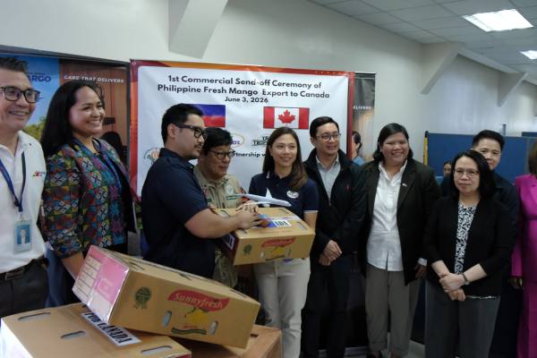 Mangos filipinos ya van rumbo a Canadá para su debut comercial 5 Mangos filipinos ya van rumbo a Canadá para su debut comercial en el país