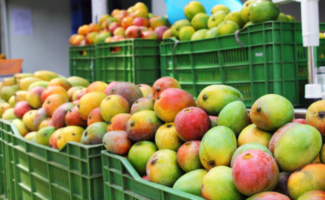 El mango mexicano conquista el mundo: la historia de una fruta convertida en potencia exportadora 4 El mango mexicano conquista el mundo: la historia de una fruta convertida en potencia exportadora