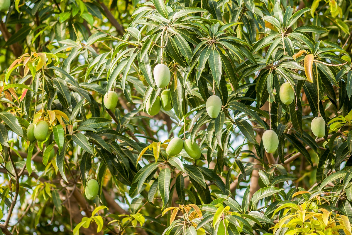 El mango mexicano conquista el mundo: la historia de una fruta convertida en potencia exportadora 3 El mango mexicano conquista el mundo: la historia de una fruta convertida en potencia exportadora